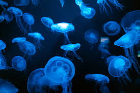 jellyfish background hd hd wallpaper
