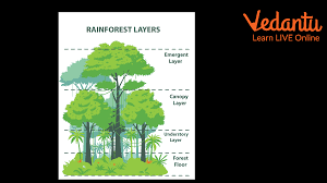 facts about rainforests learn