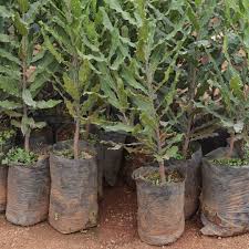 macadamia plant at rs 350 plant in