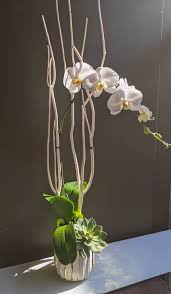 blanc de blanc gift orchid in chicago