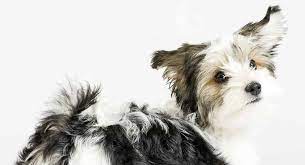 Links going to dogs mixed with the havanese with dog information and pictures. Havanese Mixes All Of The Shapes And Sizes