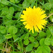 How to identify lawn weeds. Get Rid Of Dandelions 5 Ways To Kill This Invasive Backyard Weed