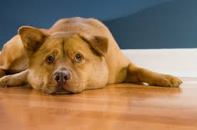 dog urine smell out of hardwood floors