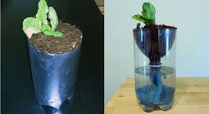 hydroponics for kids build a 2 liter