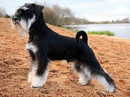 They are one of the most amazing creatures on earth. Miniature Schnauzer Wikipedia