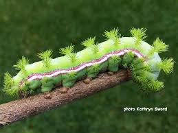 American Caterpillar Gallery Wildlife Insight