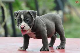 American Bully Dog Breed Facts Highlights Buying Advice