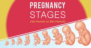 Pregnancy Stages Pregnancy Calendar Fetal Development