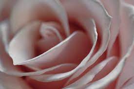 rose flower background royalty free hd