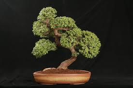Another important aspect of the care and maintenance of jade plants is how much sun they receive. Jade Bonsai Tree Care Guide Crassula Ovata Bonsai Tree Gardener