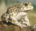 eurasian green toad