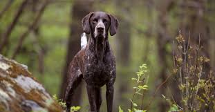 a z s com a 2021 08 german shorthaired p