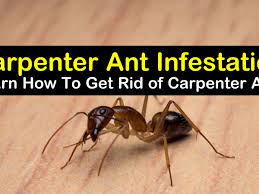 ingenious ways to get rid of carpenter ants