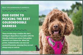9 Best Harnesses For Goldendoodles Our Walking And No Pull