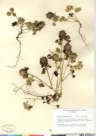 SEINet Portal Network - Trifolium spumosum