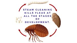 does steam cleaning kill fleas and