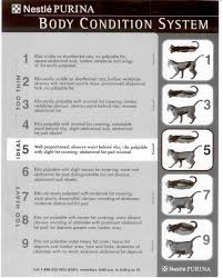 Cat Weight Chart Cat Nutrition Cat Health