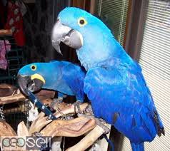 and baby macaw parrots