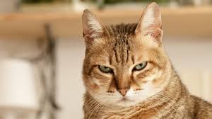 Image result for images of annoyed cats