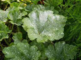 why powdery mildew infected my pumpkins
