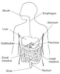 ilration of the digestive system