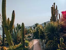 cactus to grow outdoors