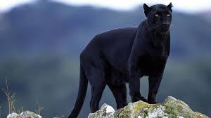For example, in tropical forests in the malay. Black Leopard The Parody Wiki Fandom