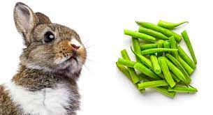 can rabbits eat green beans or are