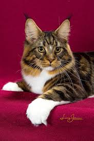 Don't miss what's happening in your zander is a beautiful maine coon cat who was born in june 2012. Maine Coon Breeders