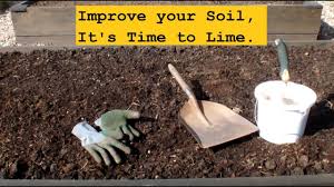 grow vegetables improve your soil by