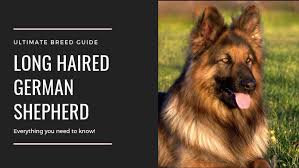 Find black german shepherds in dogs & puppies for rehoming | 🐶 find dogs and puppies locally for sale or adoption in ontario : Long Haired German Shepherd Breed Information German Shepherds