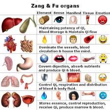 Zang Fu Organs