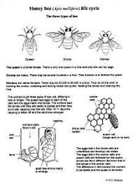 Biology Insect Life Cycles Information Drawings By D G