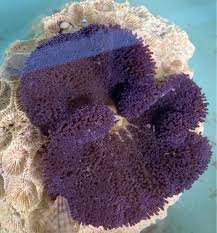 wtt deep purple carpet anemone sell