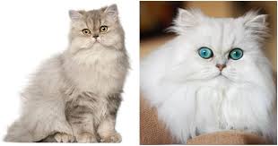 We need your valuable suggestions for improvements. Purrfect Collection Of Facts About Persian Cats Cole Marmalade