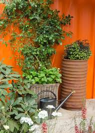 Low Maintenance Plants For Outdoor Pots