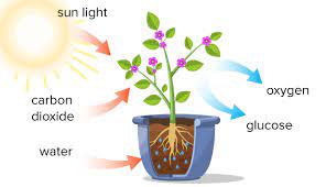 The Photosynthesis Reaction Advanced