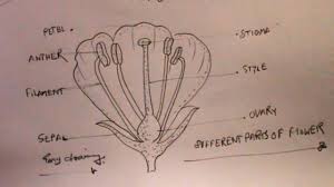 Many plants of this family are used as food. How To Draw Longitudinal Section Of Flower Draw Parts Of Flower Youtube