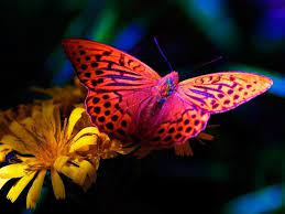 Colorful Butterfly On Yellow Flower ...