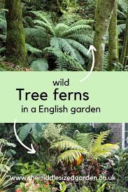 tree ferns for a cool climate