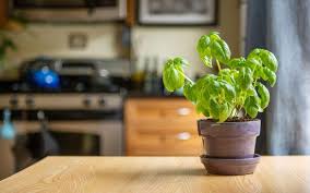 20 Best Indoor Plants For Kitchen