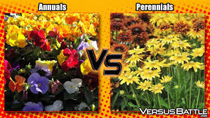Gardeners plant seeds during the spring or early summer. Choosing The Right Flowers Annuals Vs Perennials Versusbattle Com