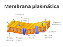 membrana plasmática características e
