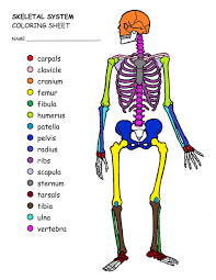 Coloring Humancles Coloring Staggering Anatomyng Sheets