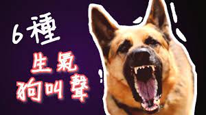 🐶ANGRY DOGS BARKING sound effect｜Make your Cat or Dog Go Crazy - YouTube
