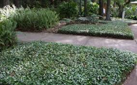 It requires constant trimming, supplemental watering and fertilizing for healthy, neat growth. Ground Covers The Infamous Perfect Replacement For Grasses In Texas Tlc Landscapes Llc