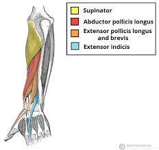The posterior compartment of the forearm (or extensor compartment) contains twelve muscles which are chiefly responsible for extension of the wrist and digits, and supination of the forearm. Muscles Of The Posterior Forearm Superficial Deep Teachmeanatomy