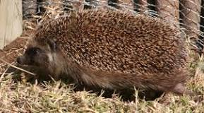 Southern African hedgehog - Wikipedia