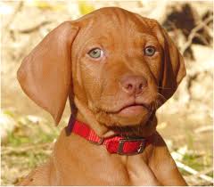 Contact us about reserving a puppy from our next litter. Vizsla Puppies For Sale Near Me