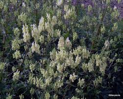 Aconitum lamarckii 'Monk's hood' from £8.50